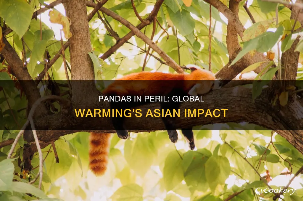 how is global warming effecting panadas in asia