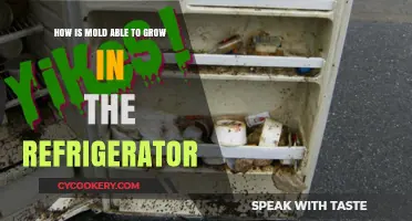 Why Mold Grows in Your Refrigerator: Causes and Prevention Tips