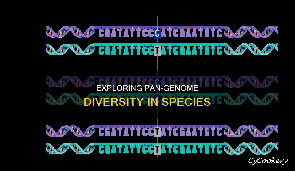 how is the pan genome differentiated for a given species