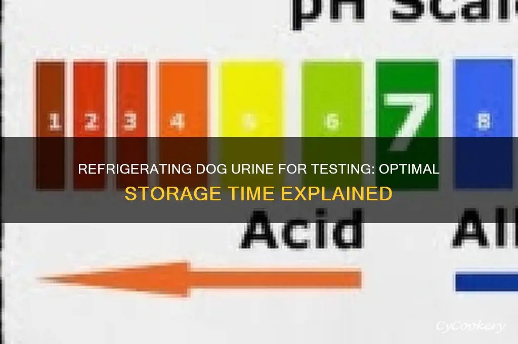 how long can a dog