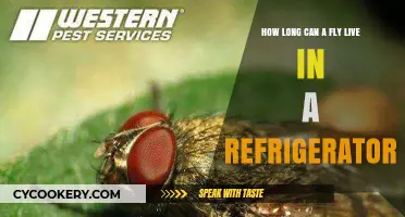 Fly Lifespan in Fridges: Surprising Survival Secrets Revealed