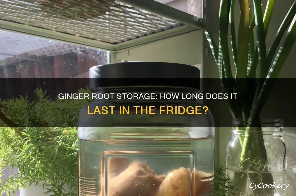 how long can a ginger root stay in the refrigerator