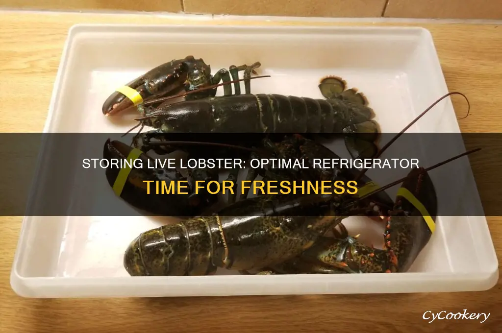 how long can a live lobster be kept in refrigerator