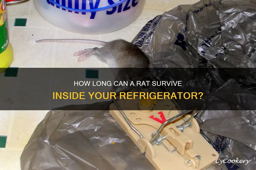 how long can a rat be in a refrigerator