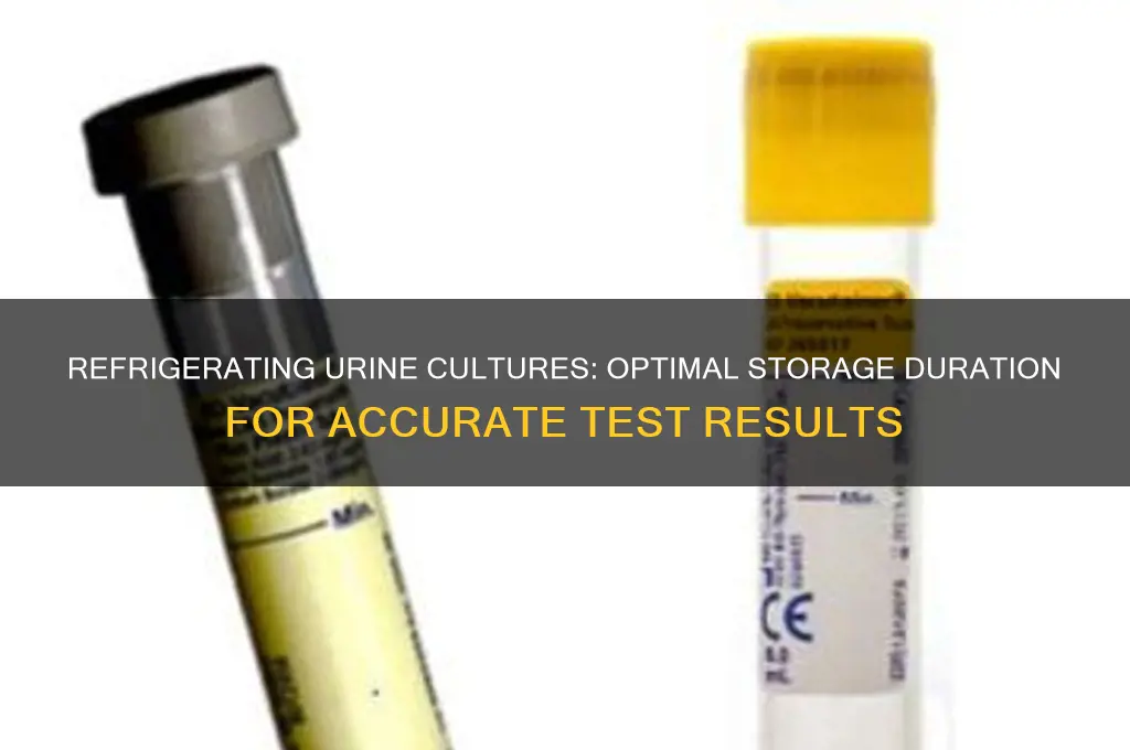 how long can a urine culture be refrigerated