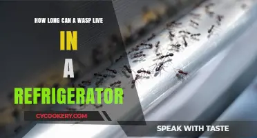 Can Wasps Survive in Your Fridge? Lifespan and Survival Tips