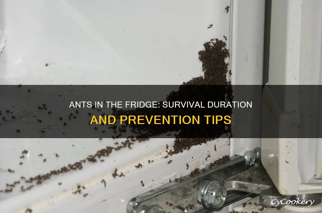 how long can ants live in the refrigerator
