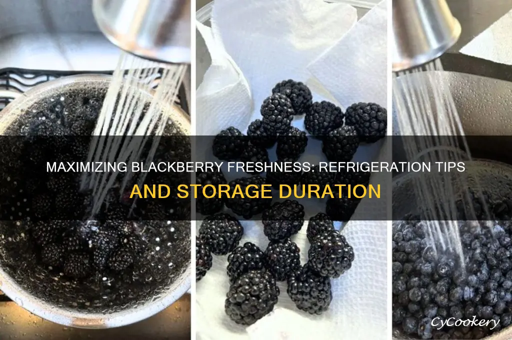 how long can blackberries be refrigerated