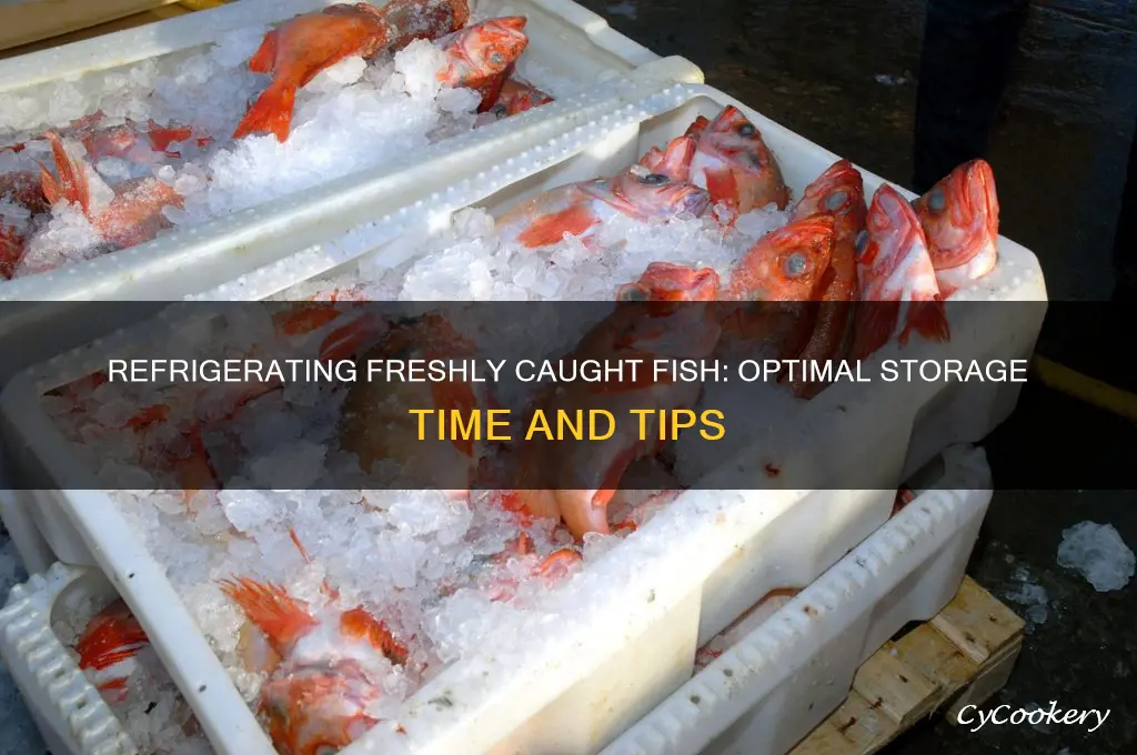 how long can fresh caught fish be refrigerated