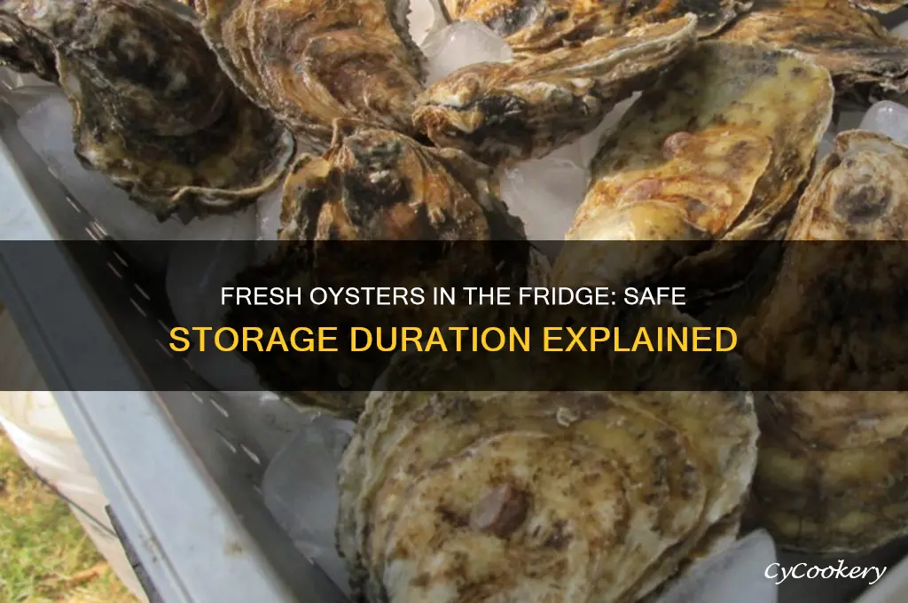 how long can fresh oysters stay in the refrigerator