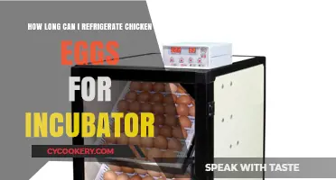 Refrigerated Chicken Eggs: Safe Incubation Duration and Storage Tips
