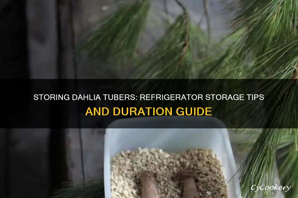 how long can i store dahlia tubers in the refrigerator