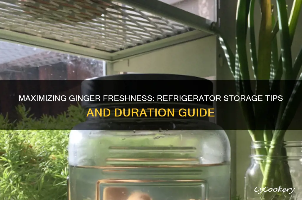 how long can i store ginger in the refrigerator