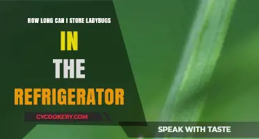 Storing Ladybugs in the Fridge: Safe Duration and Tips