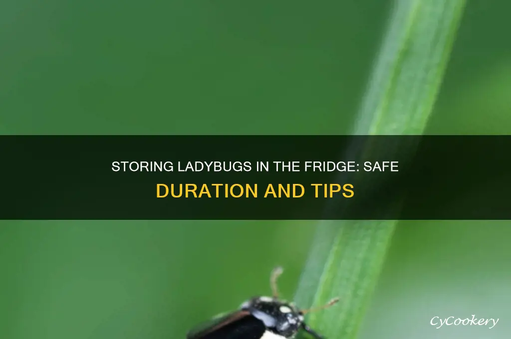 how long can i store ladybugs in the refrigerator