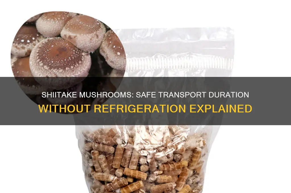 how long can i transoort shiitake makuchrooms not refrigerated