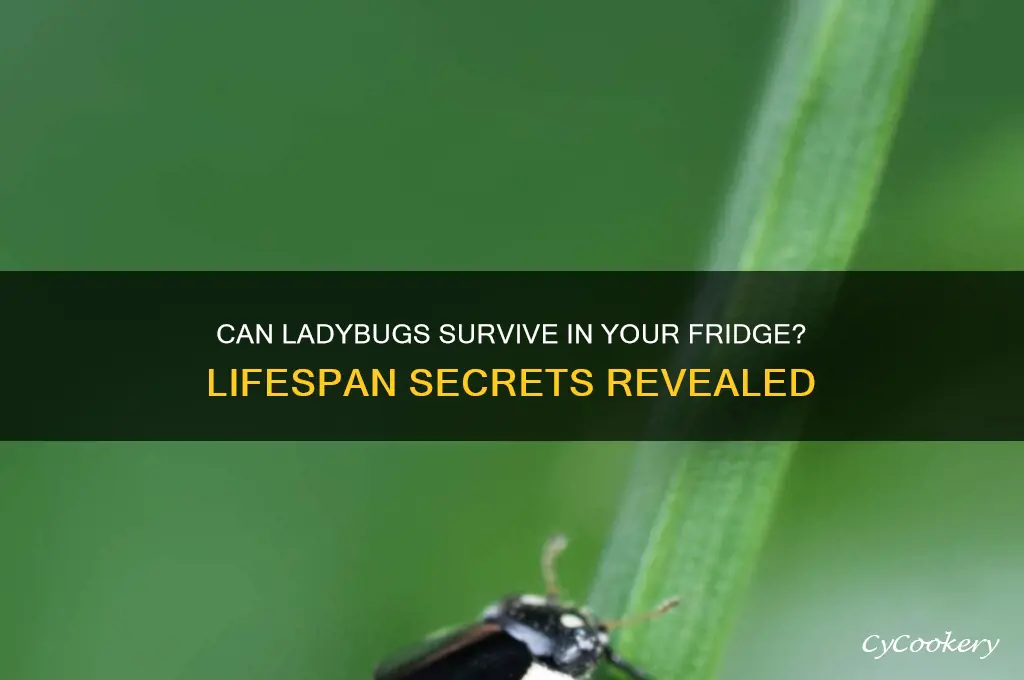 how long can ladybugs live in refrigeration