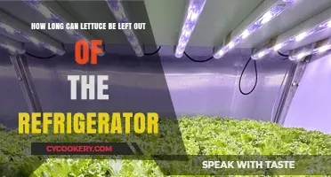 How Long Can Lettuce Stay Fresh Outside the Fridge?