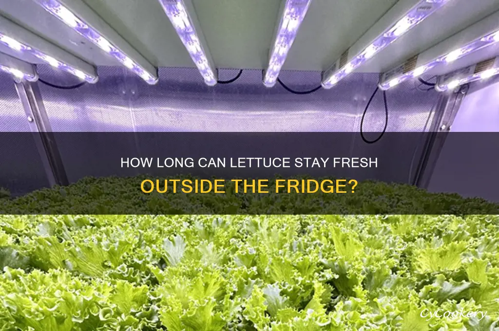 how long can lettuce be left out of the refrigerator
