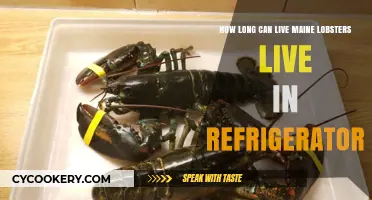 Maine Lobster Refrigerator Lifespan: How Long Can They Survive?