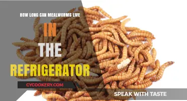 Mealworms in the Fridge: Survival Duration and Storage Tips