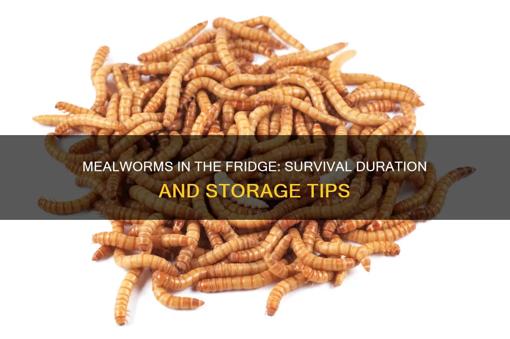 how long can mealworms live in the refrigerator