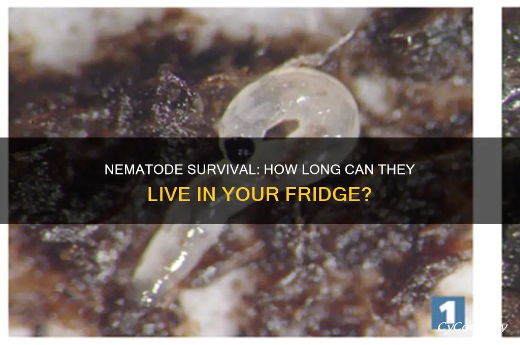 how long can nematodes live in refrigerator