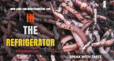 Nightcrawlers in the Fridge: Survival Timeline and Care Tips