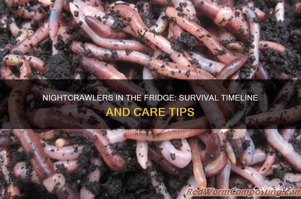 how long can nightcrawlers live in the refrigerator