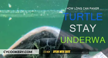 Paner Turtles: Underwater Time Limits and Survival