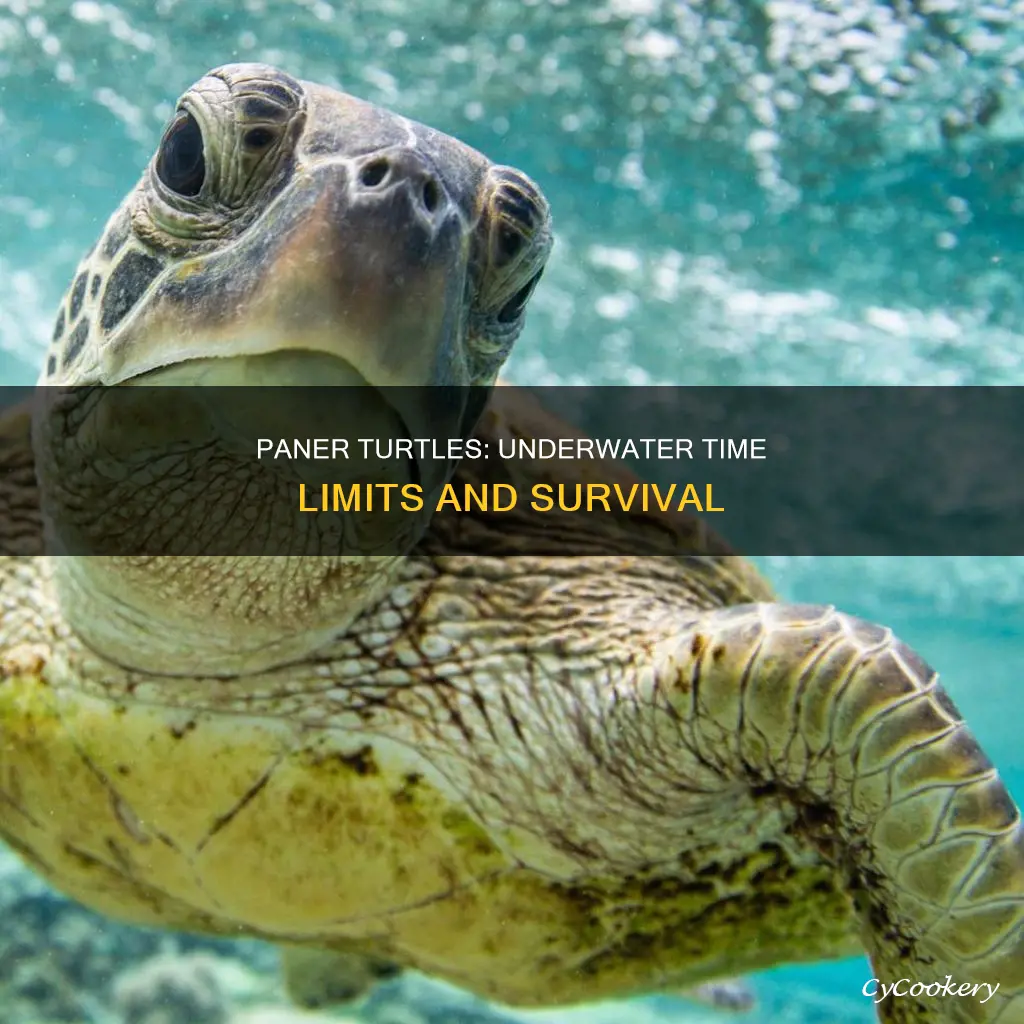 how long can paner turtles stay underwater