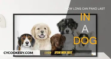Pano in Dogs: Understanding the Long-Term Impact
