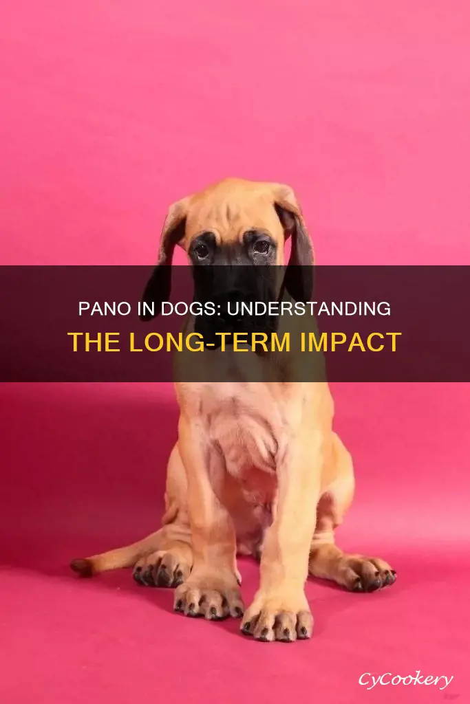 how long can pano last in a dog