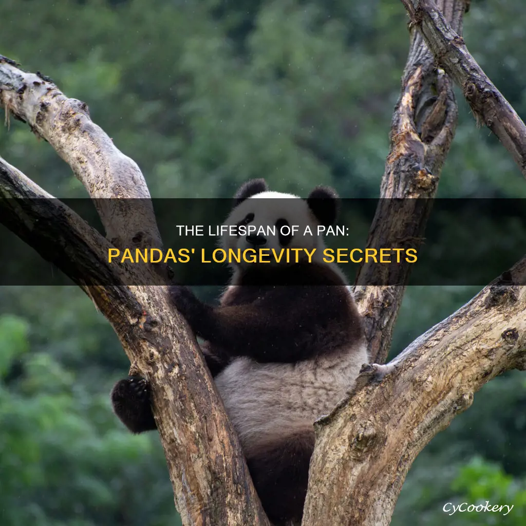 how long can pans pandas last