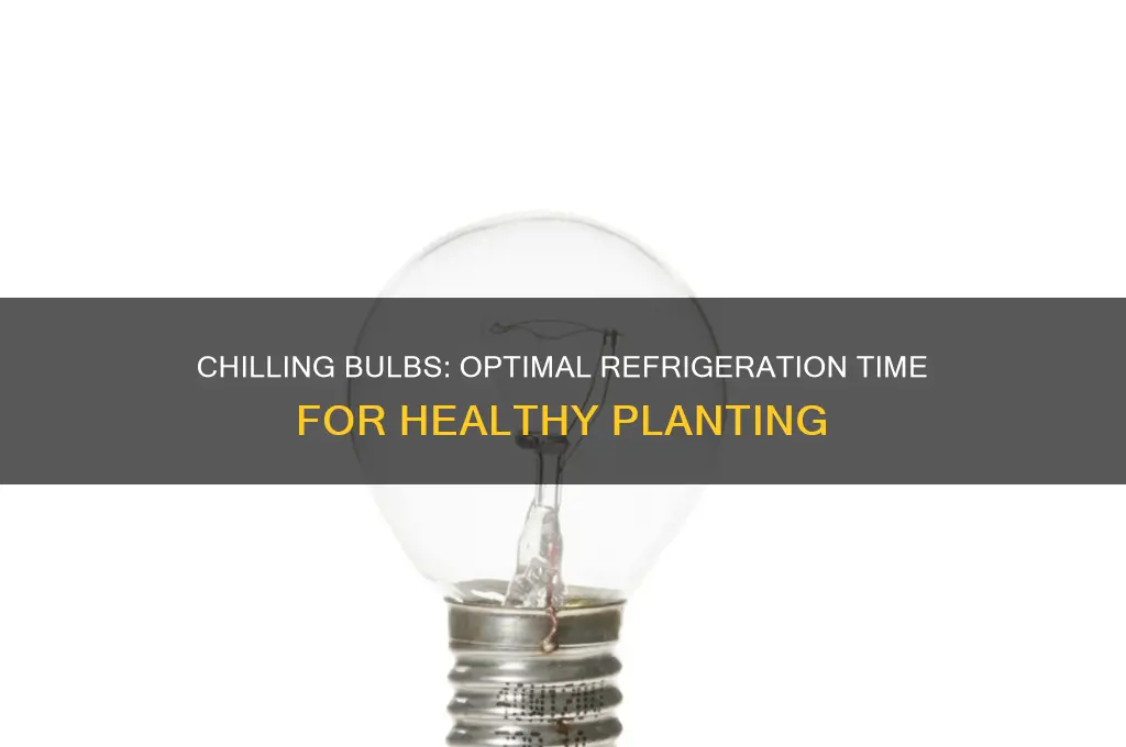 how long can planting bulbs stay in the refrigerate