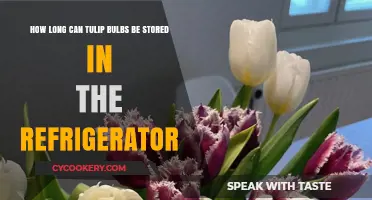 Storing Tulip Bulbs: Refrigeration Tips for Longevity and Blooming Success