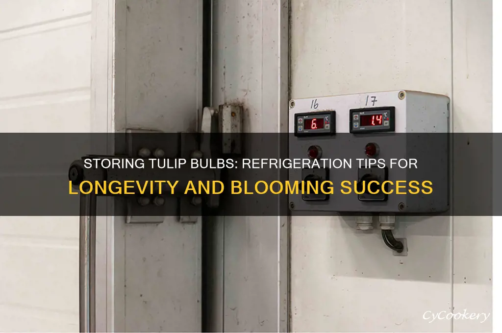 how long can tulip bulbs be stored in the refrigerator