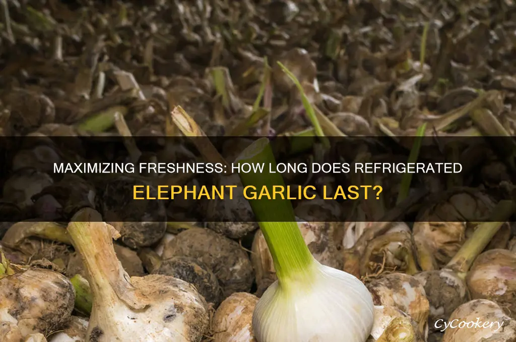 how long can whole refrigerated elephant garlic stay fresh