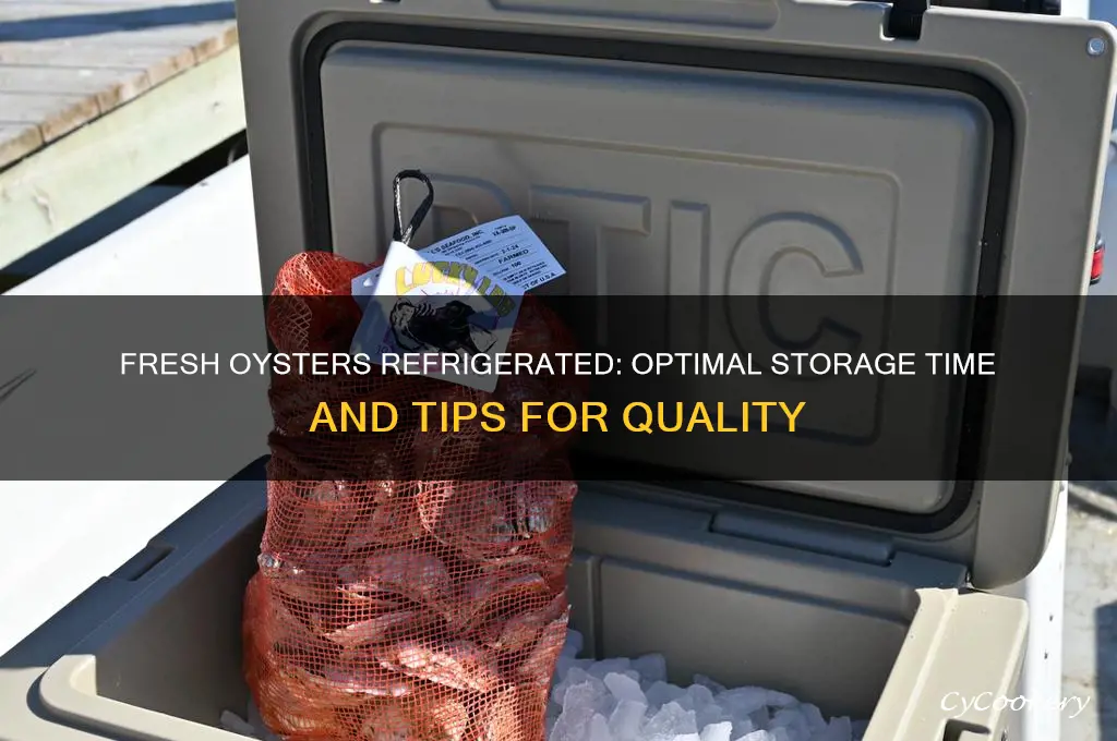 how long can you kerp freah oysters refrigerated