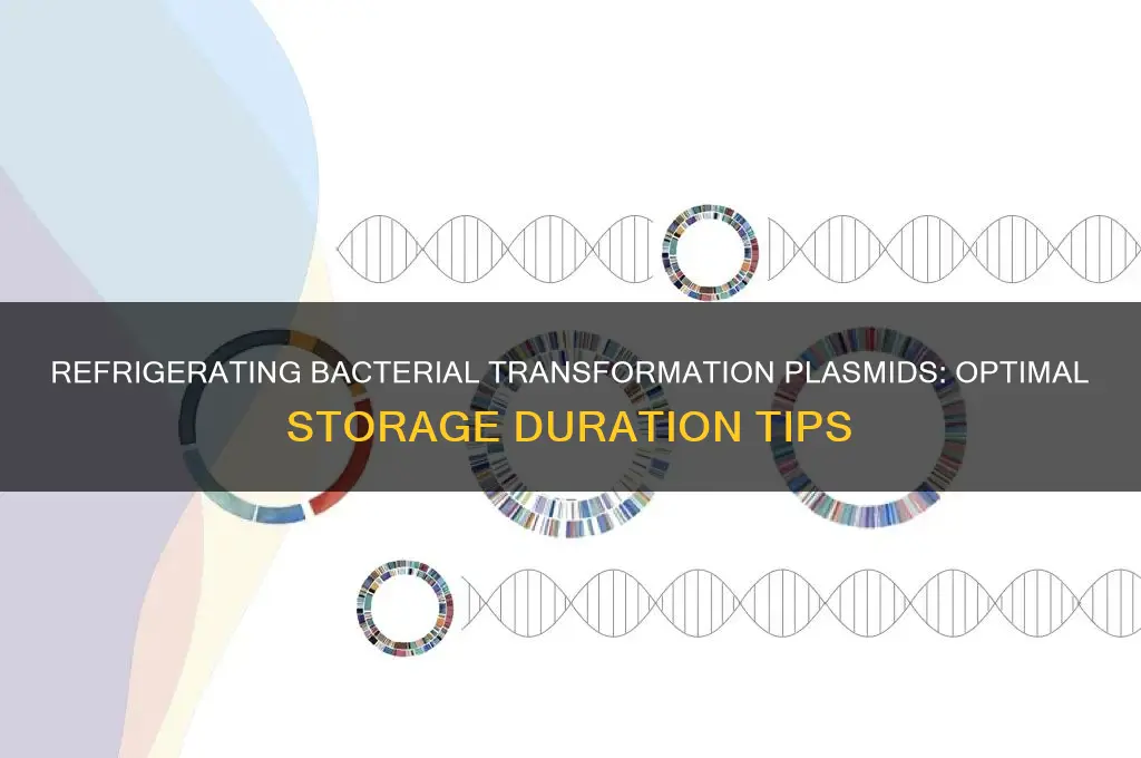how long can you refrigerate a bacterial transformation plasmid prep