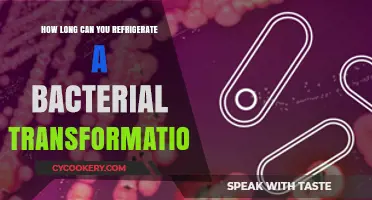 Refrigerating Bacterial Transformations: Optimal Storage Duration Explained