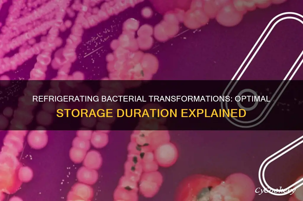 how long can you refrigerate a bacterial transformation