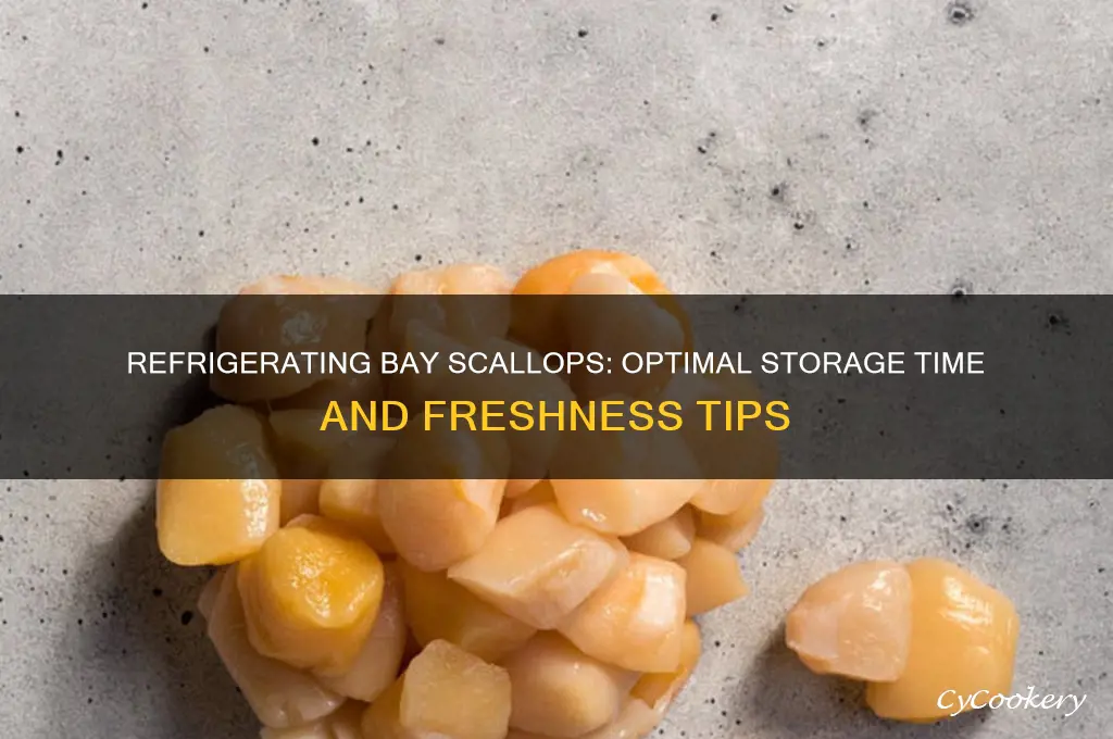 how long can you refrigerate bay scallops