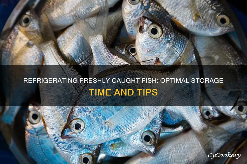 how long can you refrigerate caught fish