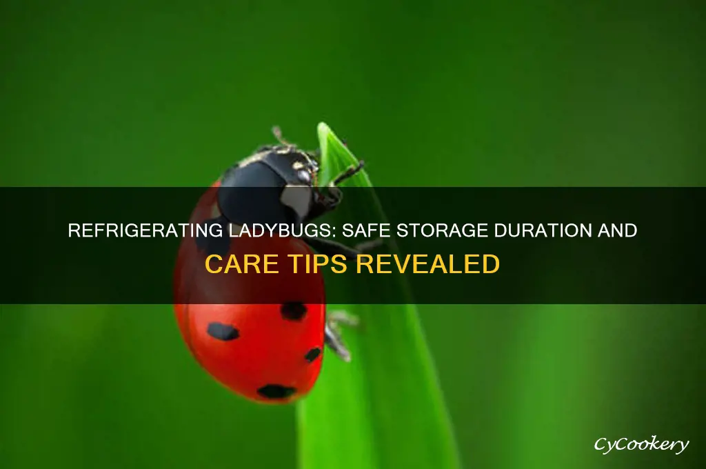 how long can you refrigerate ladybugs