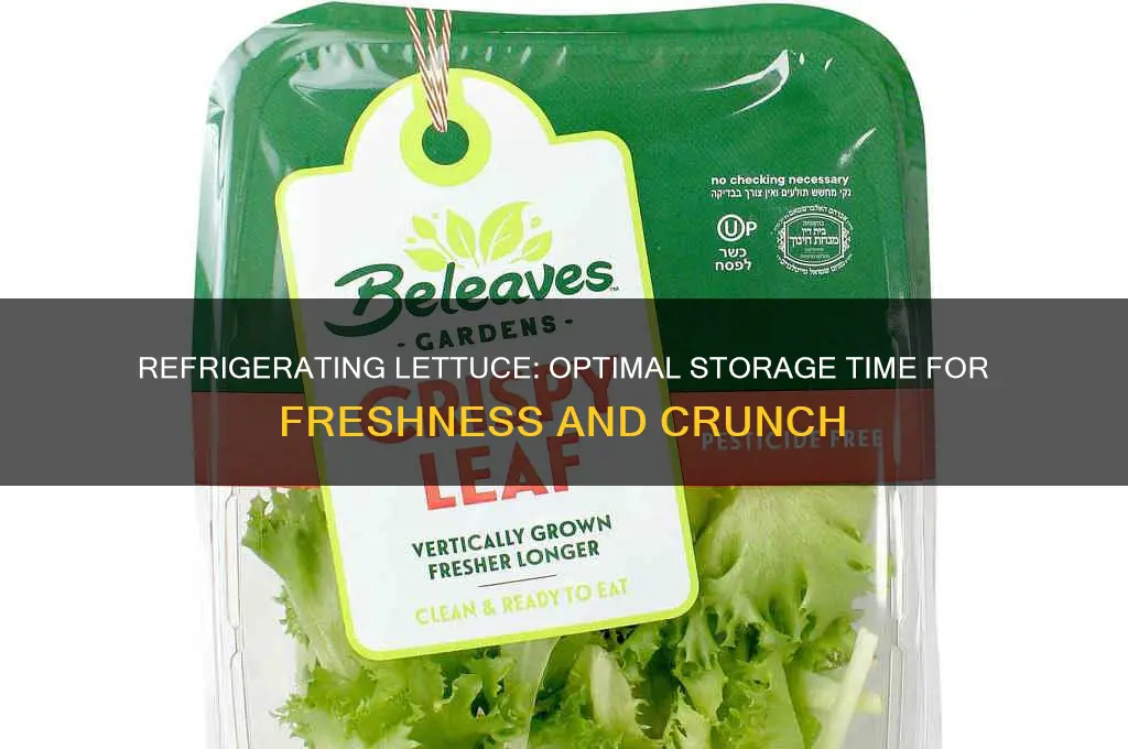 how long can you refrigerate lettuce