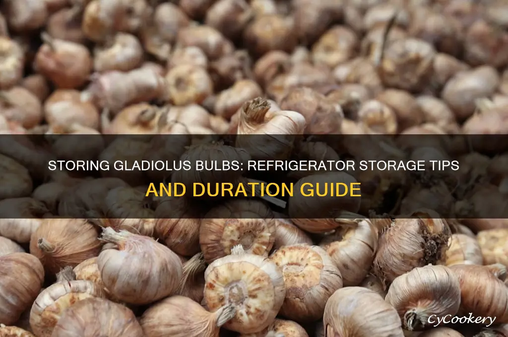 how long can you store gladiolus bulbs in the refrigerator