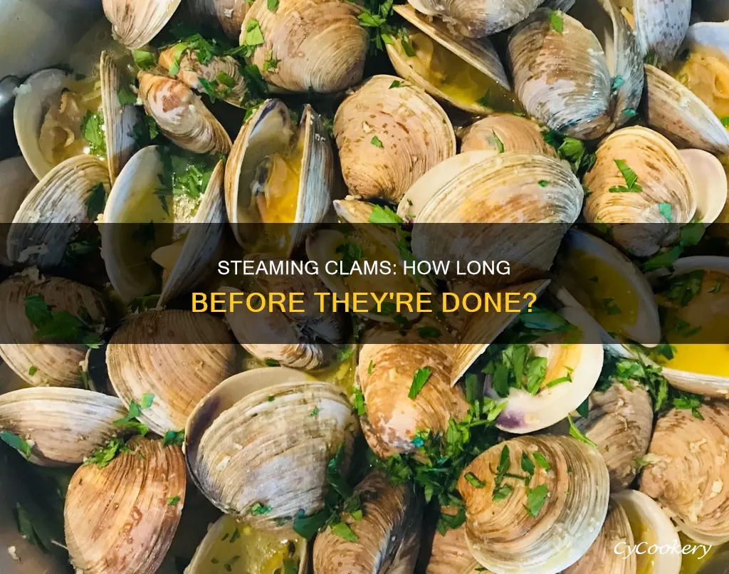 how long do you cook steamed clams