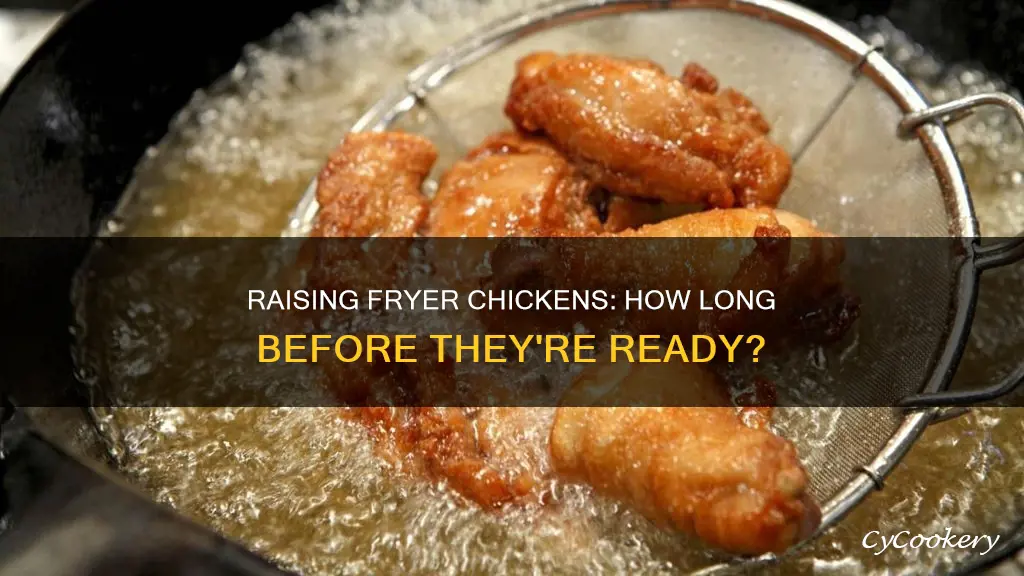 how long does it take to grow a fryer chicken