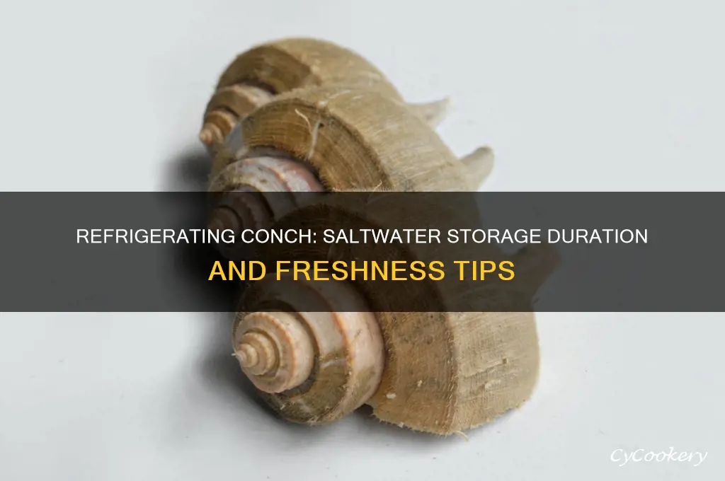 how long in saltwater can conch be refrigerated